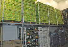 The guardians of South Africa’s export fruit quality