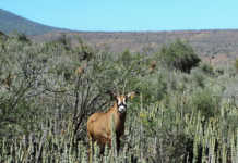 The many rewards of game farming in the Karoo