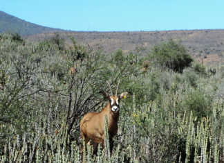 The many rewards of game farming in the Karoo