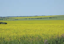 Glyphosate non-carcinogenic, but unsafe