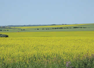 Glyphosate non-carcinogenic, but unsafe