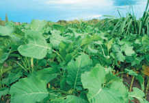 Conservation farming helps Zambian smallholders thrive