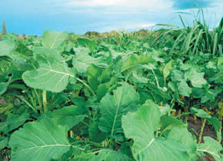 Conservation farming helps Zambian smallholders thrive