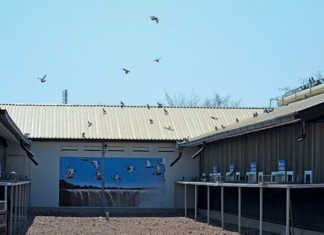 Pigeon club competitiveness