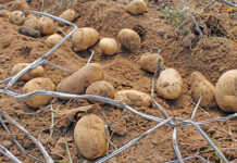 Potato prices driven by stock availability Potato prices driven by stock availability