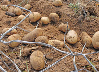 Potato prices driven by stock availability