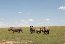 KZN conservationists reeling after nine rhino poached KZN conservationists reeling after nine rhino poached