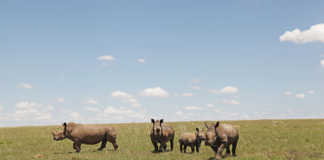 KZN conservationists reeling after nine rhino poached