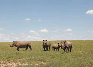 KZN conservationists reeling after nine rhino poached KZN conservationists reeling after nine rhino poached