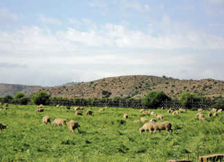 Land reform: a clear purpose, but no plan