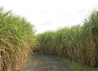 High level of labour legislation non-compliance on KZN farms High level of labour legislation non-compliance on KZN farms