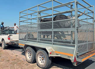 Tips for stress-free livestock transporting