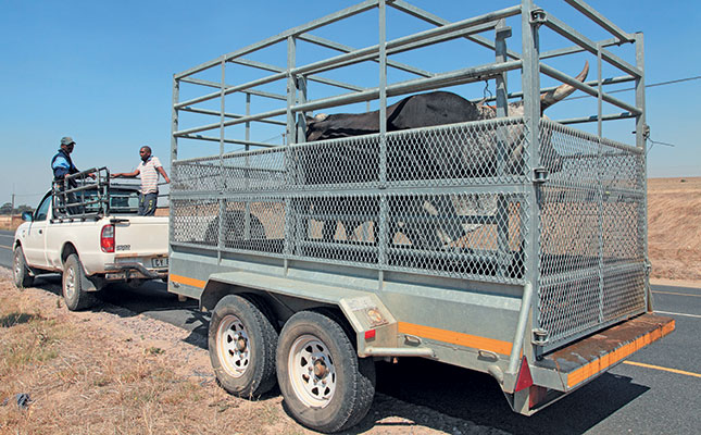Tips for stress-free livestock transporting Tips for stress-free livestock transporting