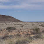 Western Cape drought declaration: ‘crisis for farmers’