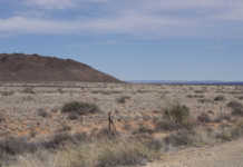 Western Cape drought declaration: ‘crisis for farmers’