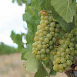 High quality grapes promise excellent wines this year