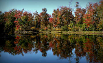 Asian long-horned beetle threatens sugar maples