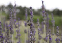 Help save Cape’s fire-affected Cape honeybees