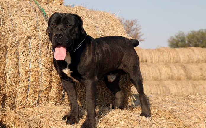Black boerboel