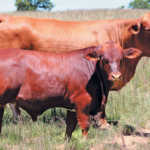 High prices at Considerata SA Droughtmaster’s inaugural sale