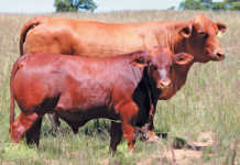 High prices at Considerata SA Droughtmaster’s inaugural sale High prices at Considerata SA Droughtmaster’s inaugural sale