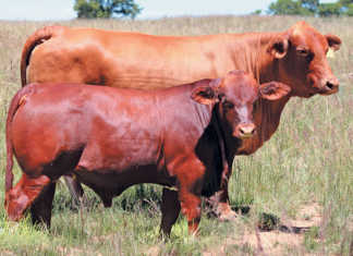 High prices at Considerata SA Droughtmaster’s inaugural sale High prices at Considerata SA Droughtmaster’s inaugural sale