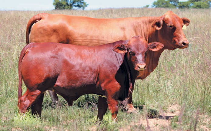 High prices at Considerata SA Droughtmaster’s inaugural sale