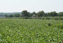 Identify invasive plants this World Environment Day