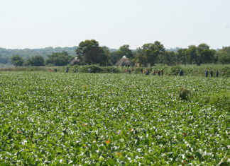 Identify invasive plants this World Environment Day