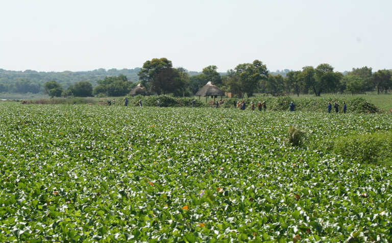 Identify invasive plants this World Environment Day Identify invasive plants this World Environment Day