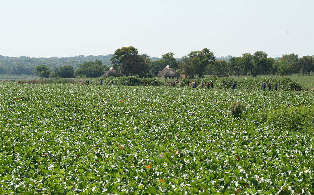 Identify invasive plants this World Environment Day
