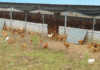 Highly pathogenic avian influenza outbreak in South Africa