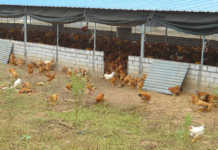 Highly pathogenic avian influenza outbreak in South Africa