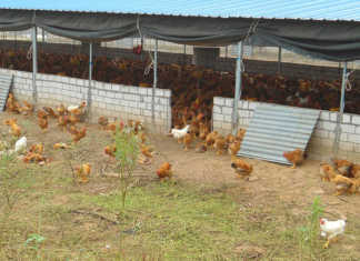Highly pathogenic avian influenza outbreak in South Africa