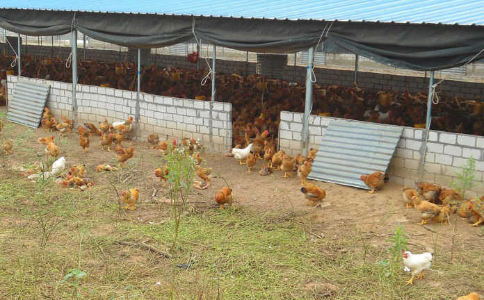Highly pathogenic avian influenza outbreak in South Africa