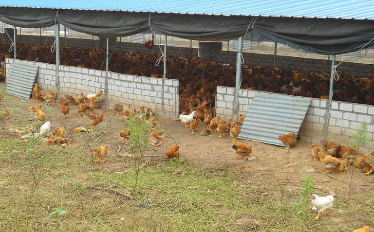 Highly pathogenic avian influenza outbreak in SA Highly pathogenic avian influenza outbreak in SA