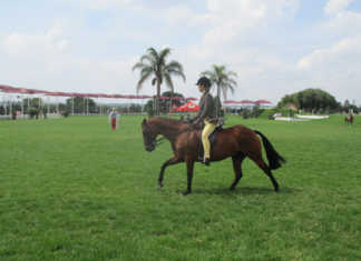 Get your horse to canter correctly