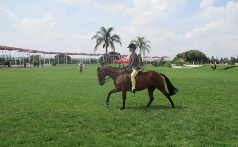 Get your horse to canter correctly Get your horse to canter correctly
