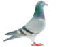 How to be successful at pigeon racing Lincia, National Ace Pigeon
