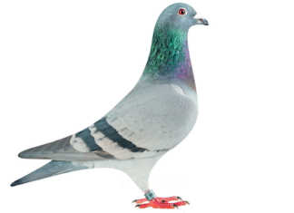 Lincia, National Ace Pigeon