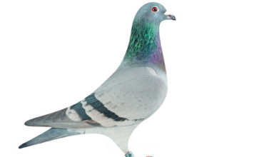 Lincia, National Ace Pigeon