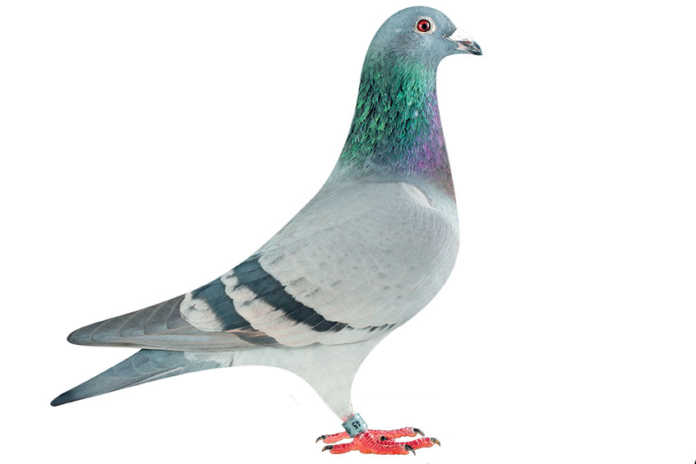 Lincia, National Ace Pigeon