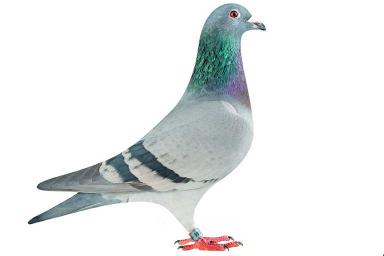 How to be successful at pigeon racing How to be successful at pigeon racing