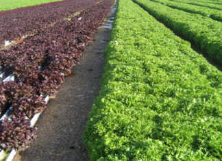 hydroponic system in Spain,