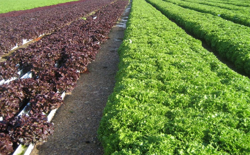 hydroponic system in Spain,