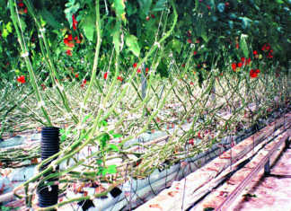 Light and its effects on plant growth