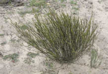 CompCom refers Rooibos Ltd case to the Competition Tribunal