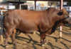 Sernick Bonsmara cattle auction fetches R15 million