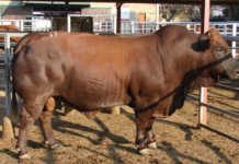 Sernick Bonsmara cattle auction fetches R15 million