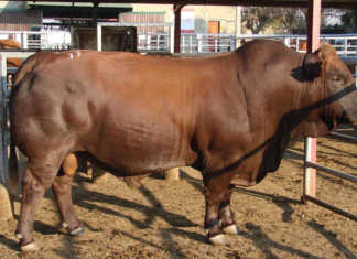 Sernick Bonsmara cattle auction fetches R15 million Sernick Bonsmara cattle auction fetches R15 million